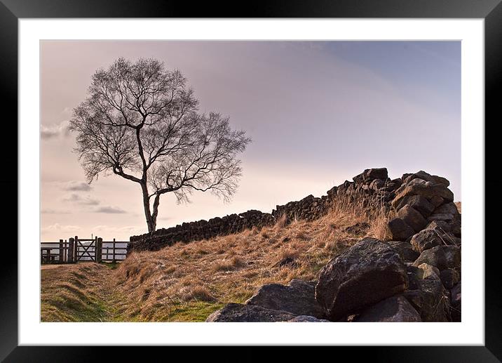 Dry Stone Wall Framed Mounted Print by Jeni Harney
