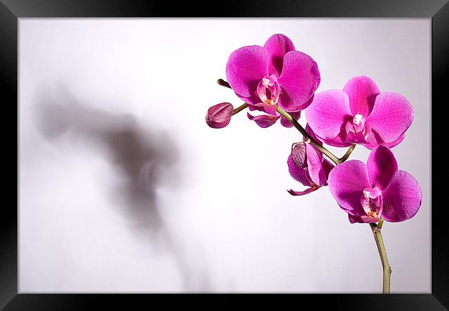 Orchid's Shadow Framed Print by Jeni Harney