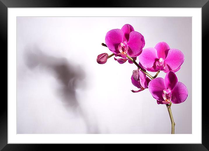 Orchid's Shadow Framed Mounted Print by Jeni Harney
