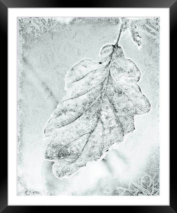 Frosty Framed Mounted Print by Jeni Harney