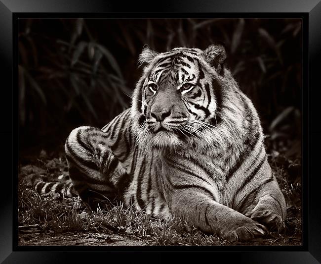 Tiger Mono Framed Print by Jeni Harney