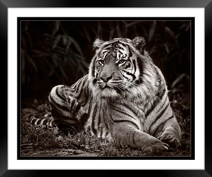 Tiger Mono Framed Mounted Print by Jeni Harney