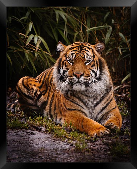 Sumatran Tiger Framed Print by Jeni Harney