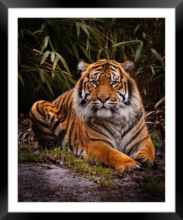 Sumatran Tiger Framed Mounted Print by Jeni Harney