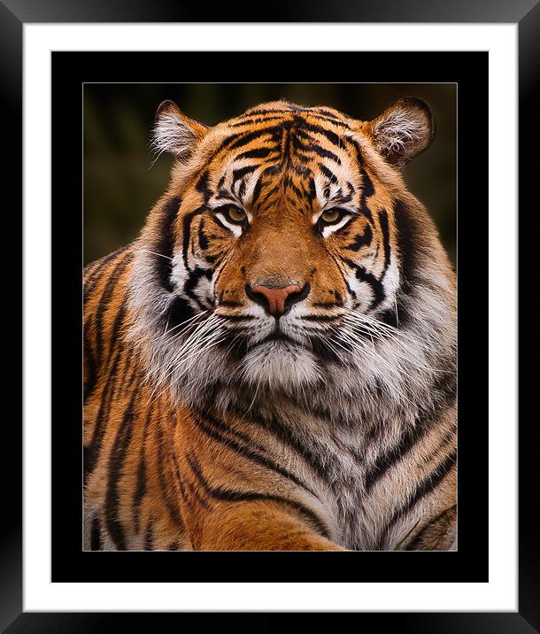 Sumatran Tiger Portrait Framed Mounted Print by Jeni Harney