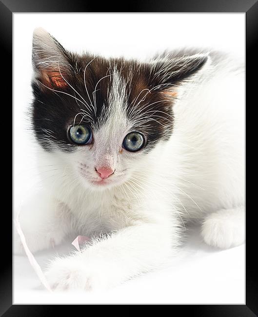 A Cute Kitten Framed Print by Jeni Harney