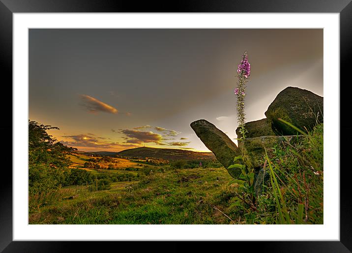 Foxgloves above Uppermill Framed Mounted Print by Jeni Harney
