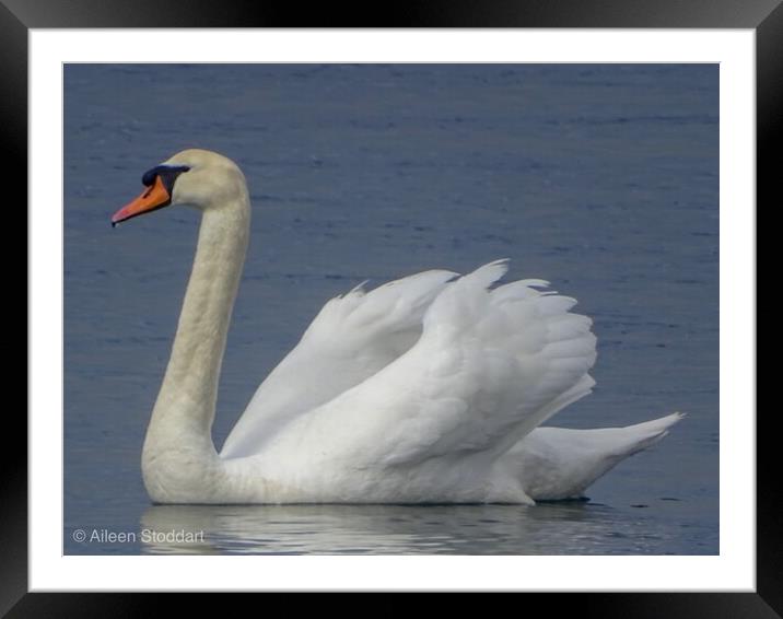 Swan Swimming  Framed Mounted Print by aileen stoddart