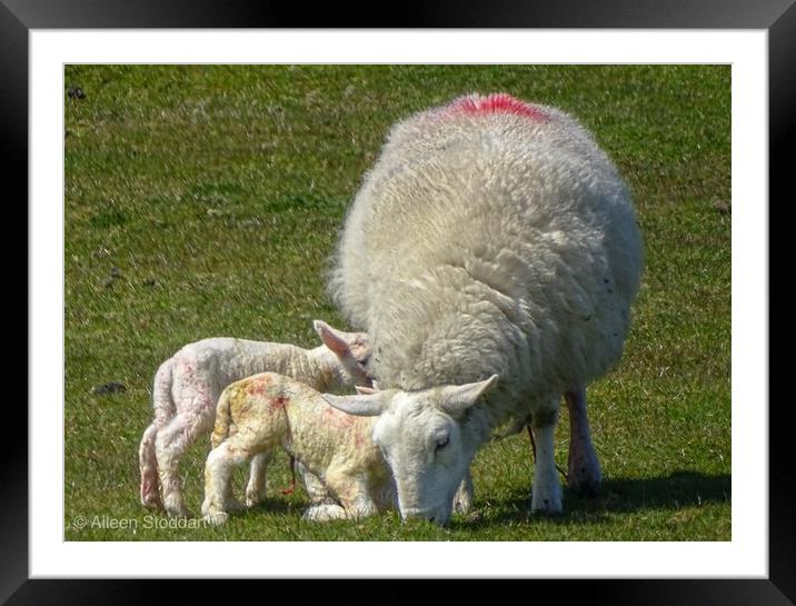 Sheep Framed Mounted Print by aileen stoddart