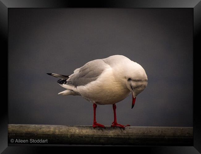 Bird thinking   Framed Print by aileen stoddart