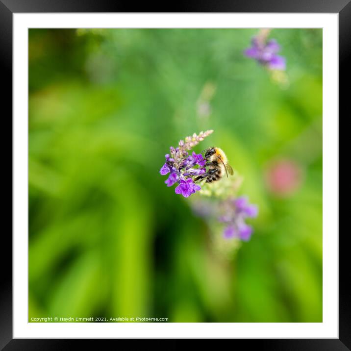 Bumble Bee Framed Mounted Print by Haydn Emmett