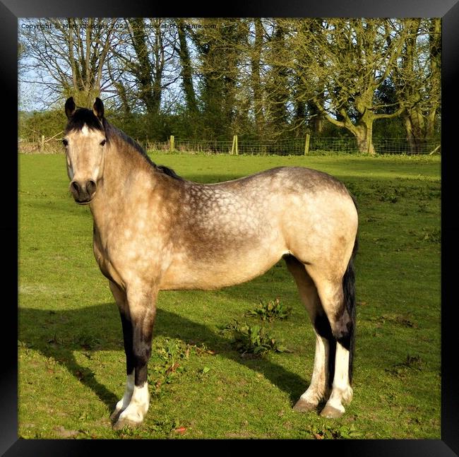 Majestic Mare in Lush Landscape Framed Print by Mark Chesters