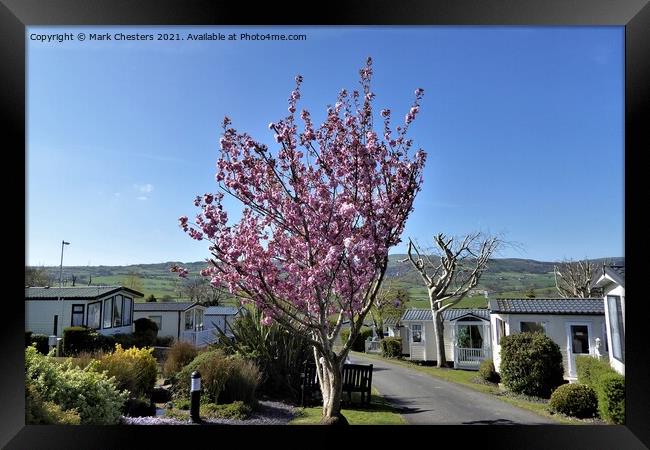 Blossoming Beauty Framed Print by Mark Chesters