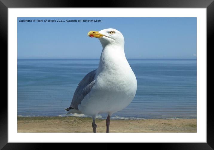 Majestic Herring Gull on the Shoreline Framed Mounted Print by Mark Chesters