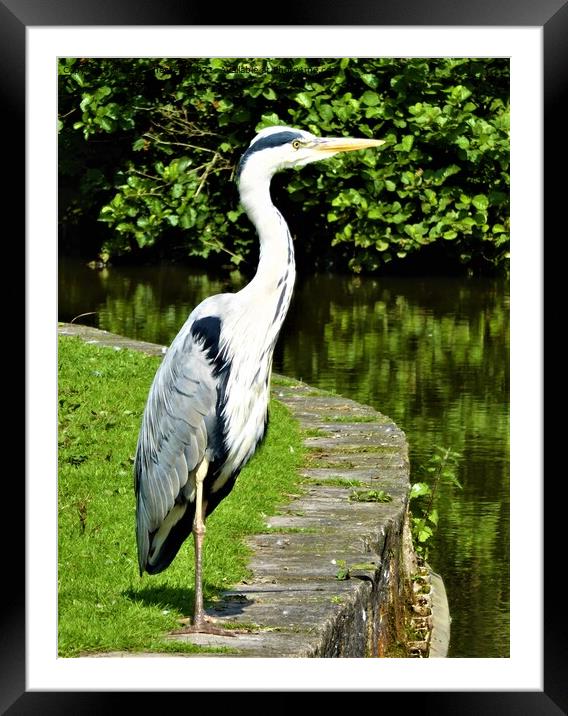 Heron striking a pose Framed Mounted Print by Mark Chesters