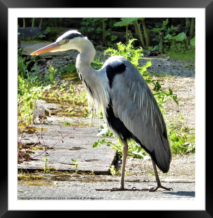 Heron creeping quietly forward Framed Mounted Print by Mark Chesters