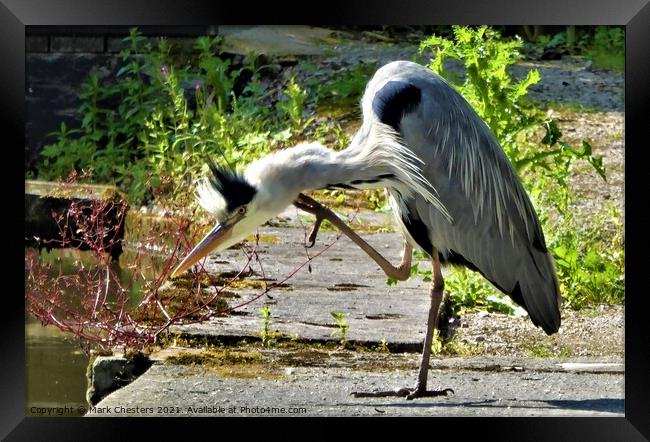 Heron ready to strike. Framed Print by Mark Chesters