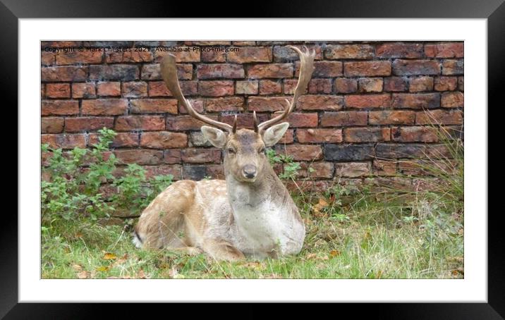Fallow deer Framed Mounted Print by Mark Chesters