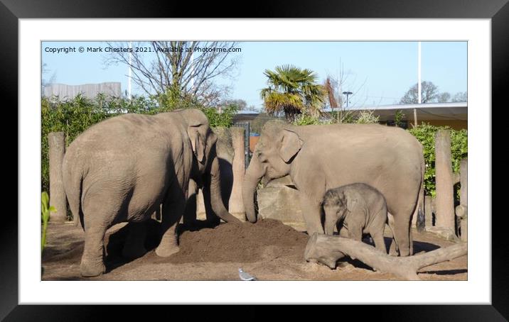 Asian Elephant's having fun in the sun Framed Mounted Print by Mark Chesters