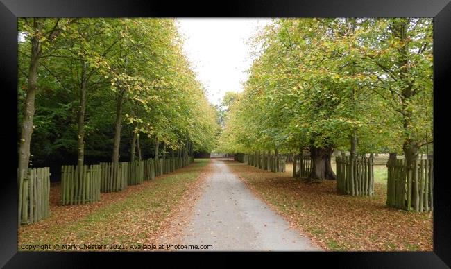 Serene Autumn Path Framed Print by Mark Chesters