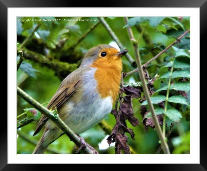 Majestic Robin Surveying the Outdoors Framed Mounted Print by Mark Chesters