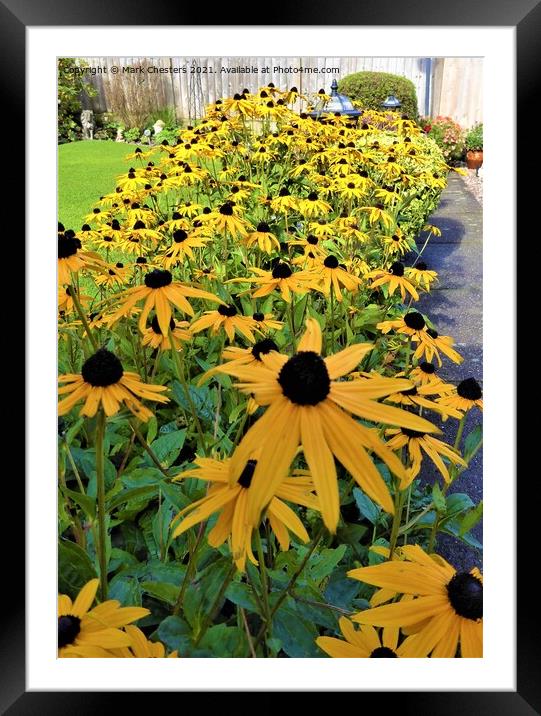 Bold and Beautiful BlackEyed Susan Framed Mounted Print by Mark Chesters