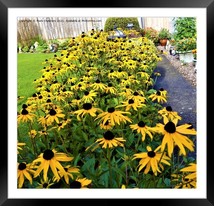 Vibrant BlackEyed Susan Bloom Framed Mounted Print by Mark Chesters