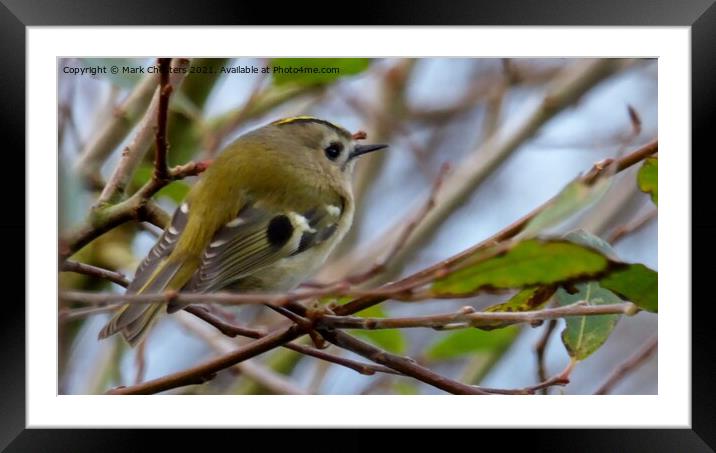 Goldcrest bird Framed Mounted Print by Mark Chesters