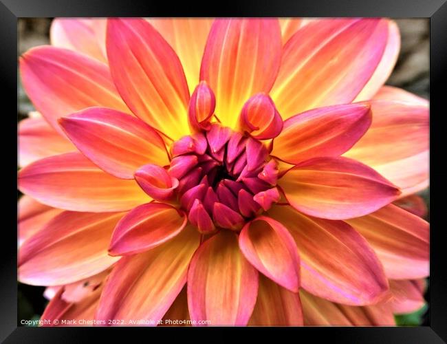 Radiant hues of Dahlia Framed Print by Mark Chesters