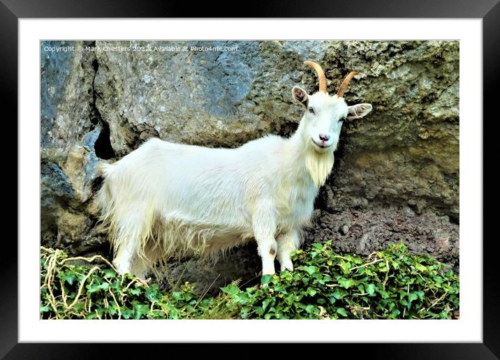 Llandudno goat standing on a rock Framed Mounted Print by Mark Chesters