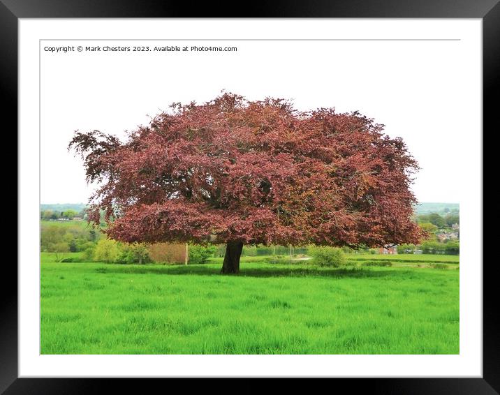 Red oak tree Framed Mounted Print by Mark Chesters