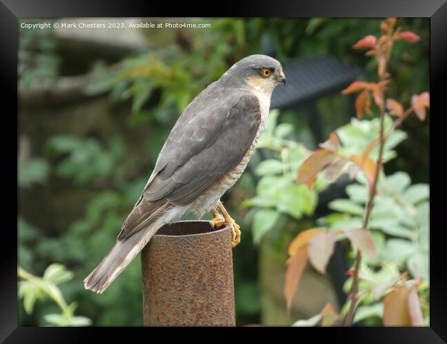 Predator's Perch: Hawk Vigil Framed Print by Mark Chesters