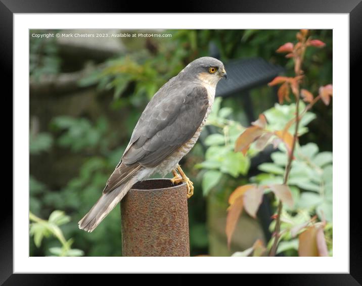 Predator's Perch: Hawk Vigil Framed Mounted Print by Mark Chesters