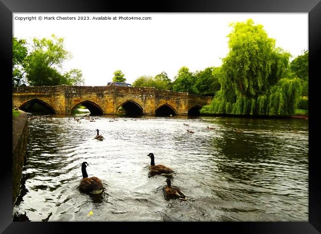 Geese on the river Wye Framed Print by Mark Chesters