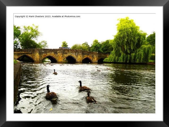 Geese on the river Wye Framed Mounted Print by Mark Chesters
