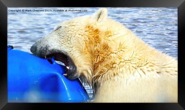 polar bear teeth on show Framed Print by Mark Chesters