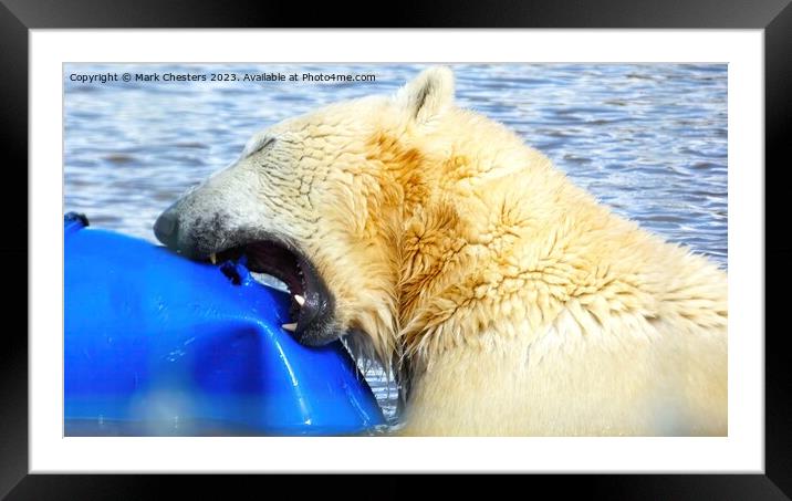 polar bear teeth on show Framed Mounted Print by Mark Chesters