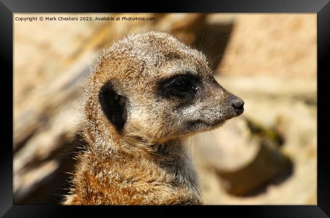  Meerkat Intriguing Gaze Framed Print by Mark Chesters