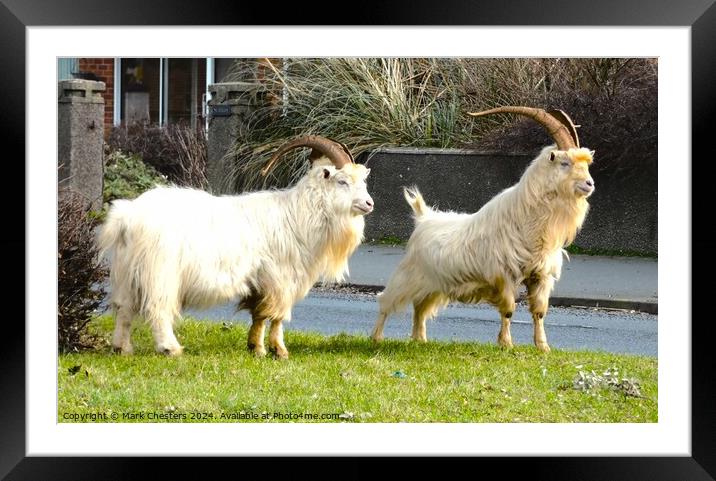 Llandudno Goats take to the streets Framed Mounted Print by Mark Chesters
