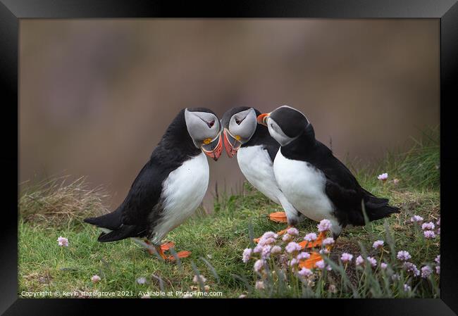 Puffin love Framed Print by kevin hazelgrove
