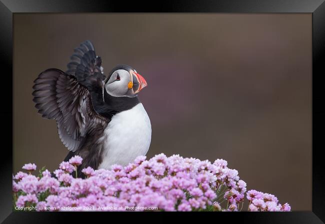 Puffin in sea pink Framed Print by kevin hazelgrove