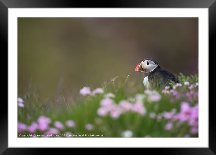 Puffin in thrift Framed Mounted Print by kevin hazelgrove