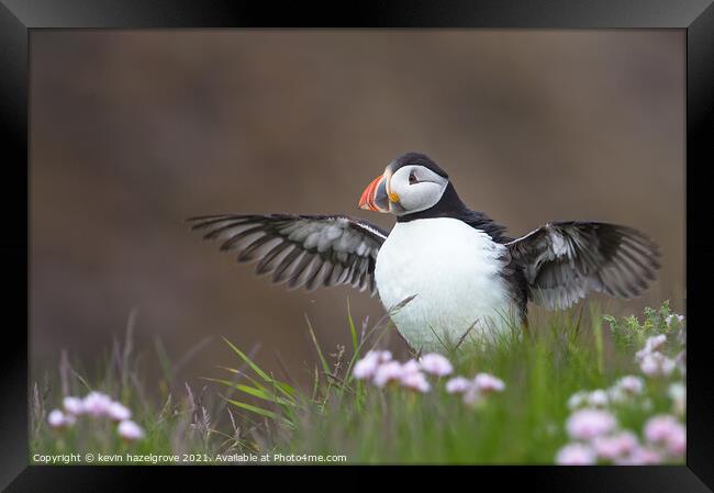 clifftop puffin Framed Print by kevin hazelgrove