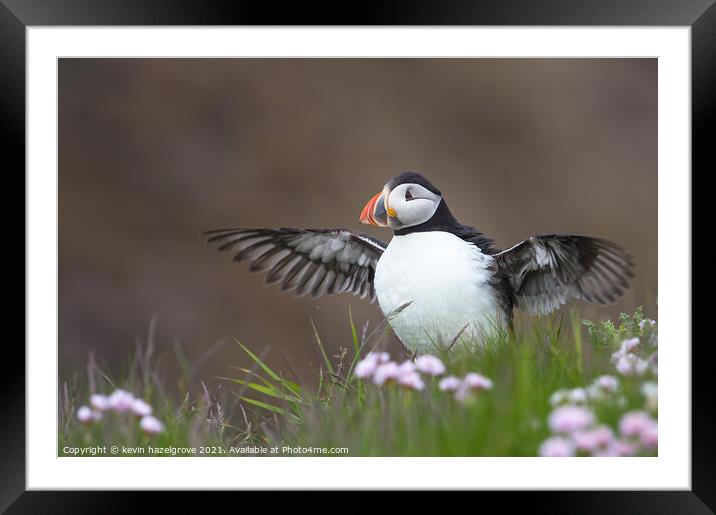 clifftop puffin Framed Mounted Print by kevin hazelgrove
