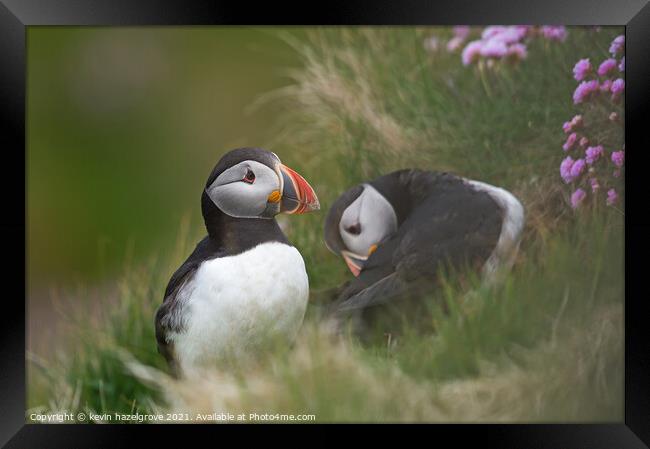 A pair of puffins Framed Print by kevin hazelgrove