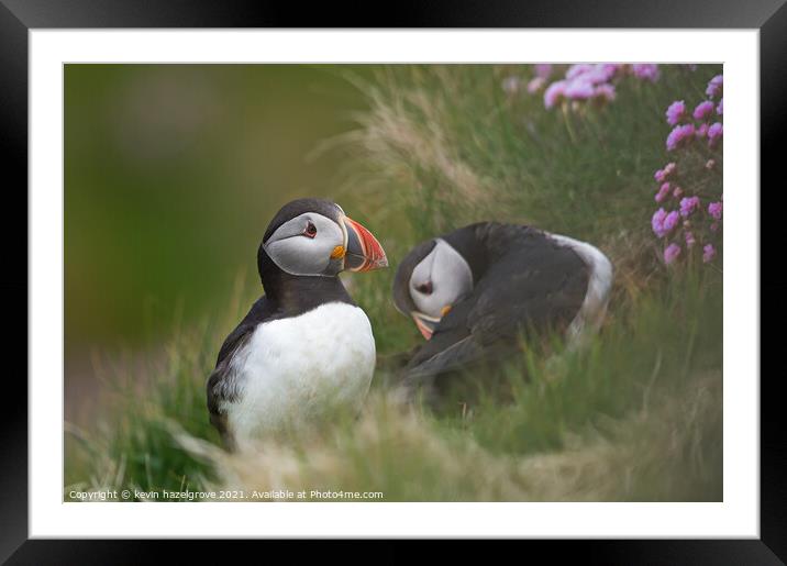 A pair of puffins Framed Mounted Print by kevin hazelgrove