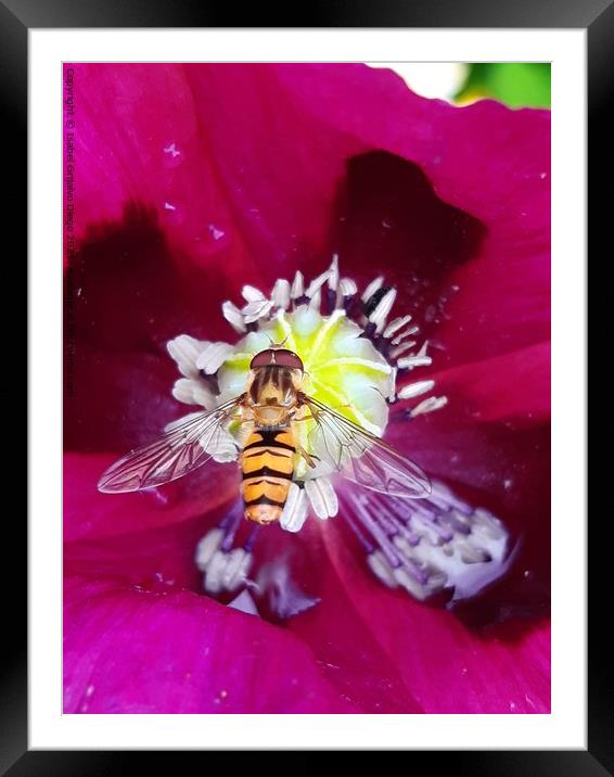 Hover fly enjoying the sun Framed Mounted Print by Isabel Grijalvo Diego