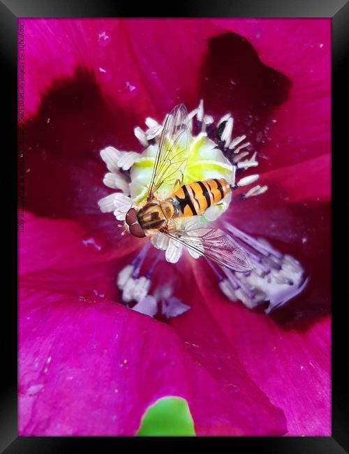 Hover fly and poppy 2 Framed Print by Isabel Grijalvo Diego
