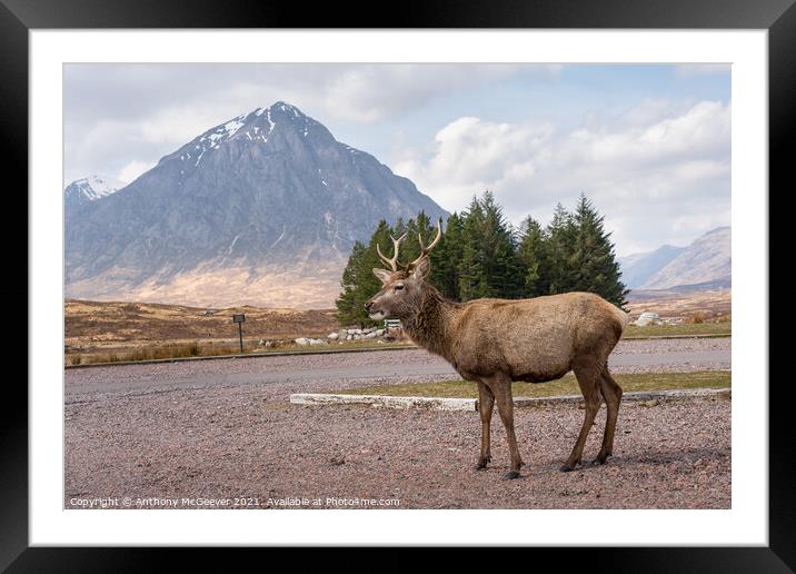 A posing deer and The Buachaille, Glencoe Scotland Framed Mounted Print by Anthony McGeever