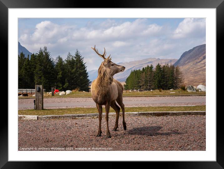 Wild Deer in Glencoe Framed Mounted Print by Anthony McGeever